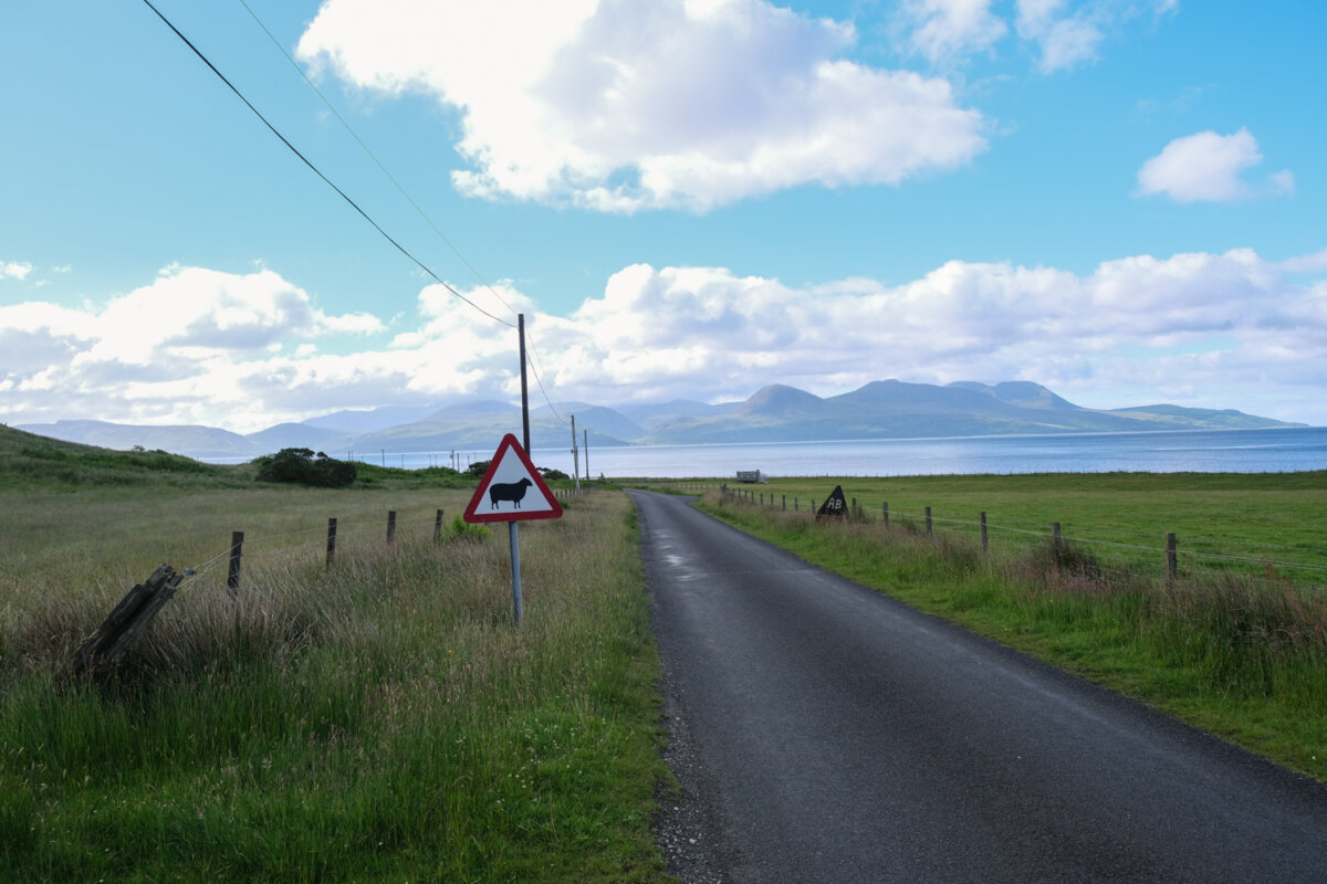 Achte in Schottland auf Schafe die frei auf der Straße laufen. Gefahr mit Schafen beim Autofahren